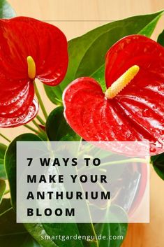 two red flowers with the words 7 ways to make your anthurm bloom on it