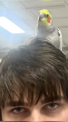 a bird sitting on top of a man's head in the middle of a room