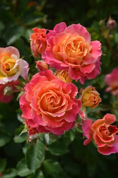 several orange and pink roses blooming in the garden with dark green foliage behind them