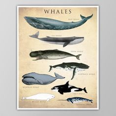 an image of whales in different colors and sizes on a sheet of paper with the words whale