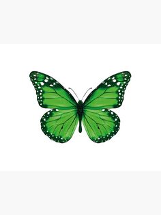 a green butterfly with white spots on its wings