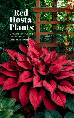 red hosta plants growing and caring for their vibrant varieties