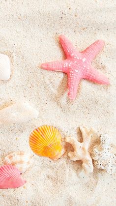 starfish, shells and seashells on the beach