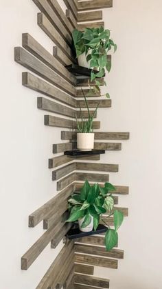 some plants are growing out of wooden shelves