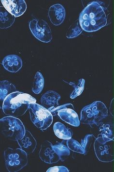 many jellyfish are swimming in the water