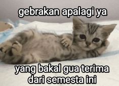 a kitten laying on top of a bed with the caption'gebrakan apalagiya ya yang baki gua temma dari semesta ini