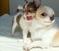 two small dogs playing on a bed with eachother's mouth open and tongue out