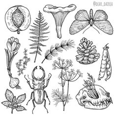 the different types of plants and insects are shown in this black and white drawing set