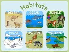 an image of animals in the wild with their names and pictures for children's books