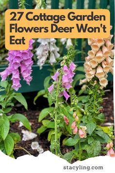 some flowers that are in the dirt near a green bench and bushes with text overlay reading 27 cottage garden flowers deer won't eat