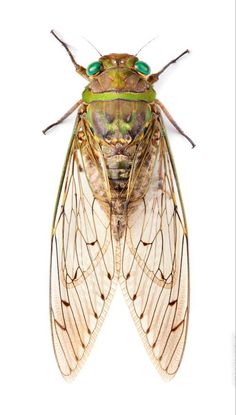 a close up of a green and yellow insect on a white background with the caption's name below it