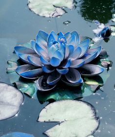 a large blue flower sitting on top of lily pads