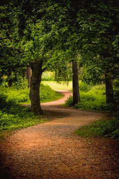 a dirt road surrounded by trees and grass