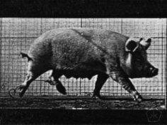 a black and white photo of a running pig