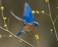 a small blue bird is perched on a tree branch with yellow flowers in the foreground