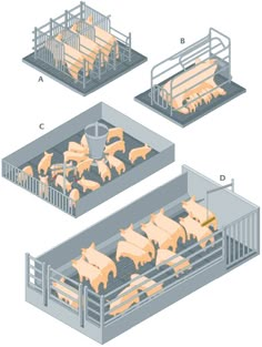 three stages of the process of processing meat in an animal inclosure, including milking