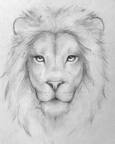 a pencil drawing of a lion's face