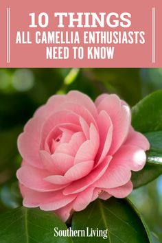 a pink flower with the words 10 things all camellia enthusiasts need to know