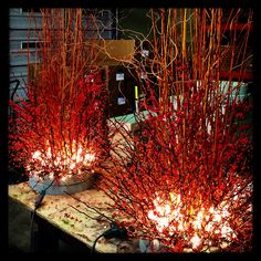 some red plants are sitting on a table with white lights in front of the planters