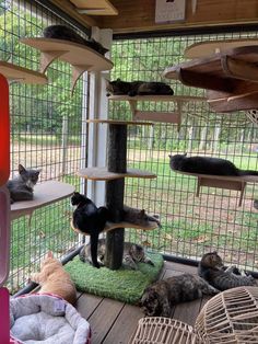 several cats are lounging on the cat tree in their enclosure at the petting zoo