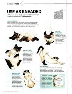 an article about siamese cats is featured in the magazine