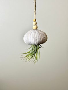 an air plant hanging from a rope