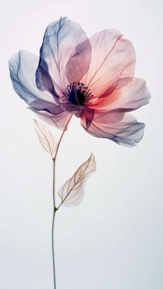 a pink flower with blue petals on a white background