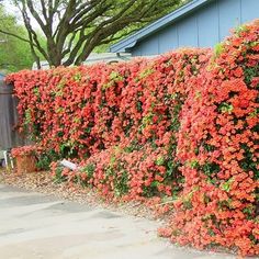 an orange flowered hedge next to a blue house