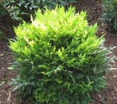 a green bush in the middle of some bushes