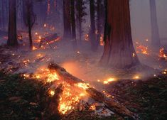 a forest filled with lots of trees covered in fire retardants and flames