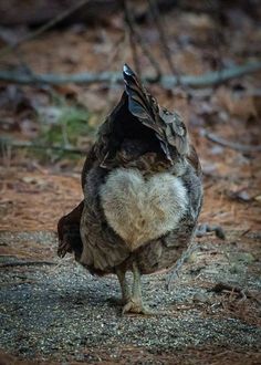 a bird standing on the ground with its head turned to the side and it's eyes open