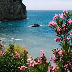 some pink flowers are by the water and rocks in the distance with a rock outcropping to the right