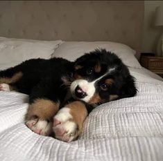 a black and brown dog laying on top of a bed