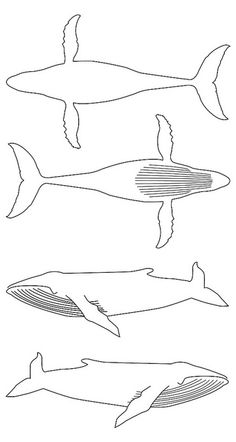 four different types of fish are shown in black and white