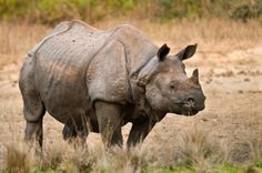 a rhinoceros is standing in the grass