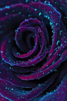 a close up view of the center of a purple rose with water droplets on it