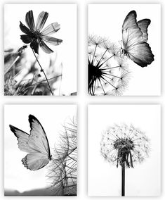 four black and white photographs of butterflies on dandelions