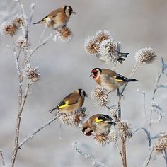 three birds perched on top of a plant covered in frosty flowers and ice crystals