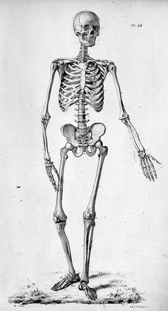 a drawing of a skeleton standing in front of a white background