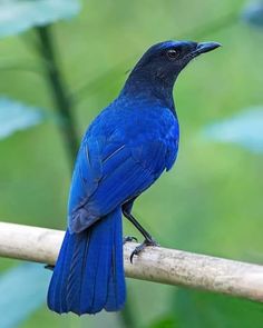 a blue bird sitting on top of a wooden stick