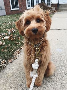 a brown dog sitting on top of a sidewalk next to a white rope and house