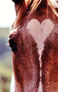 a brown horse with a white heart painted on it's back end and neck