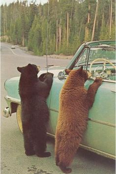 two bears are standing on their hind legs and touching the hood of an old car