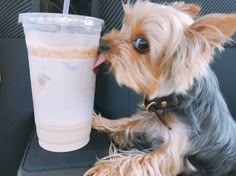 a small dog sitting in the back seat of a car next to a drink