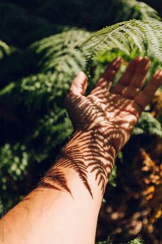 a person's hand reaching out to touch a fern leaf in the sunlight on a sunny day