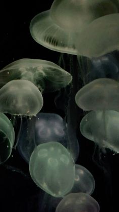 many jellyfish are floating in the water together