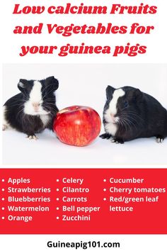 two black and white hamsters with an apple in front of them, text reads low calorin fruits and vegetables for your guinea pigs