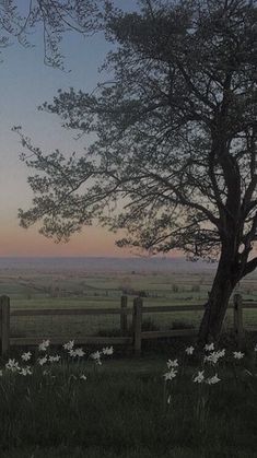 the sun is setting behind a tree and fence with white flowers in front of it