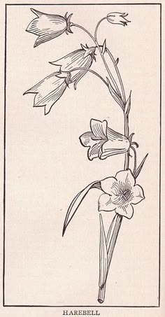 a drawing of a flower on a white background