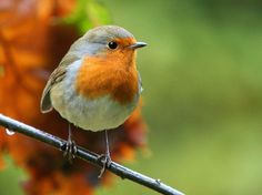 a small bird sitting on top of a branch next to orange tree leaves in the background